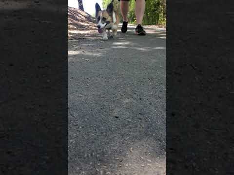 Walking my Corgi