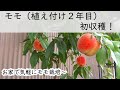 鉢植えモモ（植え付け2年目）　初収穫
