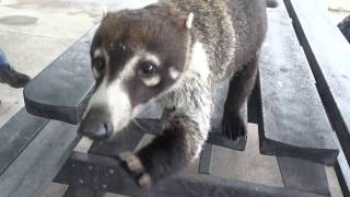 Racoon VS coffee by Elena Tsilina 2,838 views 7 years ago 1 minute, 43 seconds