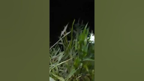 CÁ TRÊ 4KG CẦU BẾN NỌC HÓC MÔN