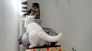 妹猫に邪魔されて窓に登れず、落ち込んじゃう姉猫!