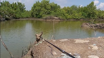 Câu cá cần giờ, lý nhơn ,fishing in cam gio vietnam