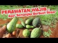 Jangan sampai terlambat  perawatan wajib pada semangka agar buah cepat besar part 4