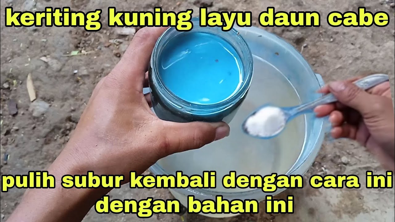 cukup 2 sendok untuk ribuan pohon cabe keriting kuning layu subur pulih kembali