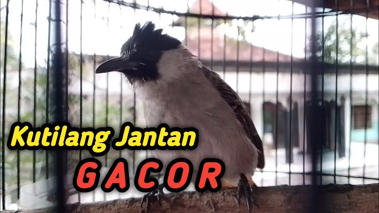 Kutilang ❗❗ Lepas Trotol Gacor  Cari Lawan 