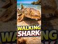 This shark can walk🦈