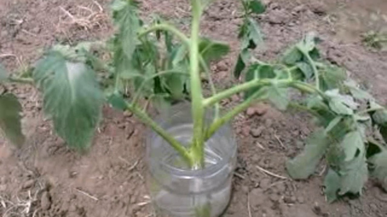 как размножать помидоры пасынками