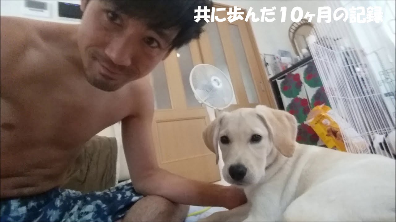 盲導犬の子犬１０ヶ月の成長記録パピーウォーカー必見と