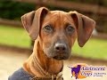 Milly - Rhodesian Ridgeback Puppy - 2 Week Residential Dog Training Milly - Rhodesian Ridgeback Puppy - 2 Week Residential Dog Training