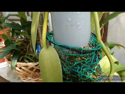 Video: Vanilla Орхидея: сүрөттөлүшү, отургузуу жана үйдө кам көрүү