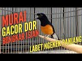 Murai Borneo Gacor Dor Isian Lovebird Ngekek Panjang Cililin Mp3 - Mp4 Download