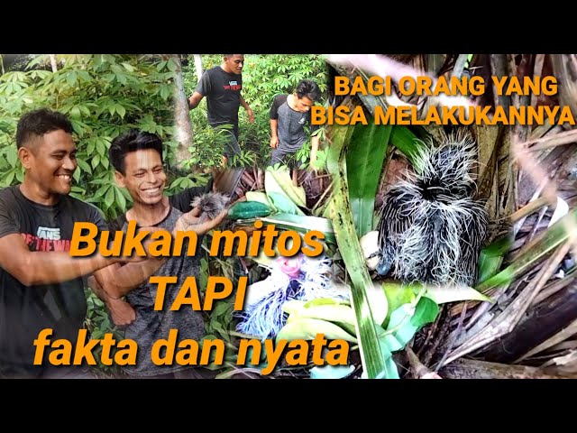 Kenyataan burung bubut bisa menyembuhkan tulang yang patah class=