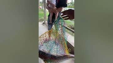 Vlogs 37 Những pha lên cá tra, chim tại hồ câu Vườn Dừa ấp Ngã Tư, xã Nhuận Đức, huyện Củ Chi, HCM