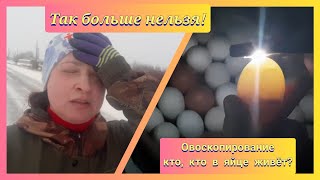 Кошмар 😱Нужно что-то делать! Овоскопирование куриных яиц 🥚 16-й день инкубации 🐣