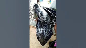 Samaki Mkubwa Duniani 