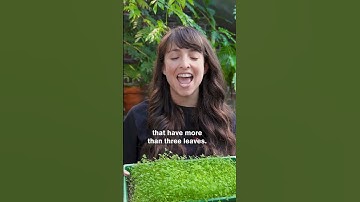 What Are The Odds of Actually Finding a Four-Leaf Clover?☘️