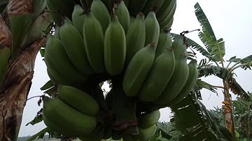 chuối tây thái lan cây lùn  0779 335 899  . 0972 180 949