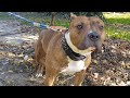 Top 50 curiozități despre CAINELE AMSTAFF