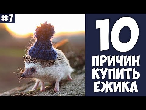 10 причин купить ЁЖИКА Хозяин Лев