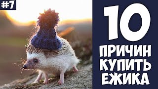 10 причин купить ЁЖИКА - Хозяин Лев