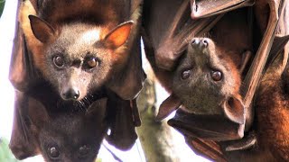 कतन बड ह य चमगदर Some Large Bats In The World