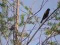 Red-winged Blackbird