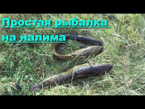 Простая рыбалка на налима