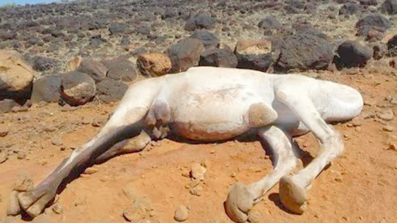 Download This Is Why Touching a Dead Camel Is So Dangerous