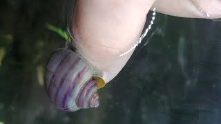 Snail Decided to Find Out what Human Tastes Like by Skye Gibbens 380 views 4 years ago 29 minutes