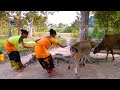 RURAL LIFE OF TIWA COMMUNITY IN ASSAM, INDIA , Part  - 126   ...