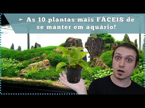 Vídeo: Plantas De Aquário Sem Solo: Reprodução