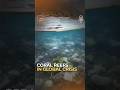 What would happen if coral reefs disappeared? #TheTake #Shorts #Podcast