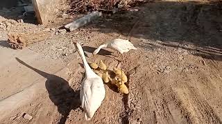 Gooseling Morning Feed