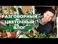 Разговор о Комнатных Растениях, Новинках, Ценах и Черенках