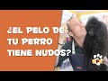 APRENDE A CEPILLAR UN PERRO DE PELO LARGO | PELUQUERÍA CANINA | PETS FAMILY KIDS