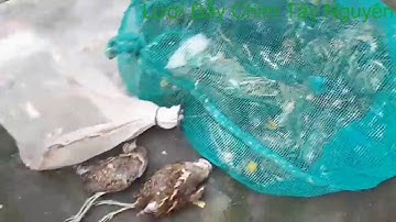 Bẫy Nhát Hoa Những Ngày Tối Trăng - Lưới Bẫy Nhát Hoa - Lưới Bẫy Rẽ Giun, Mỏ Nhát Gía Rẻ .0961414129