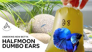 Unboxing & acclimating: Halfmoon dumbo ears bettafish, River