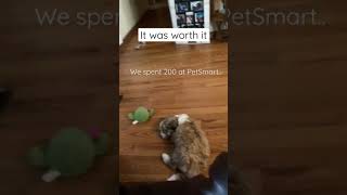 Spending 200 dollars at PetSmart..