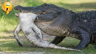 देखिये जब एक मगरमच्छ ने अपने ही साथी मगरमच्छ को मार देता  है - Crocodile eat other Crocodiles