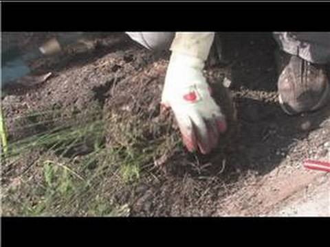Video: Cum se transplantează plante de sparanghel