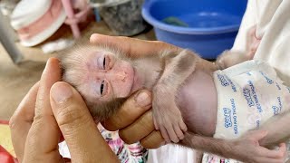 Mom Clean The Dirty Face For Newborn Baby Monkey After A Long Sleep