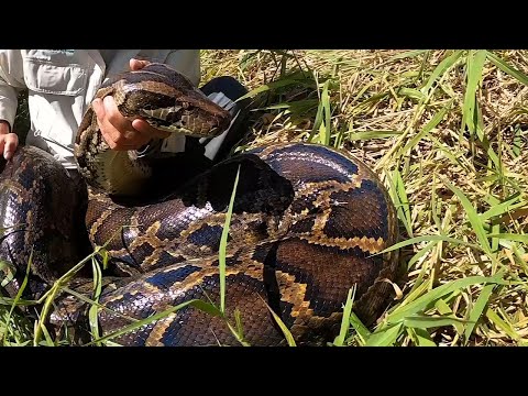 Largest python in Florida history discovered