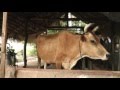 Dairy farms, Medirigiriya,Polnnaruwa district,Sri lanka