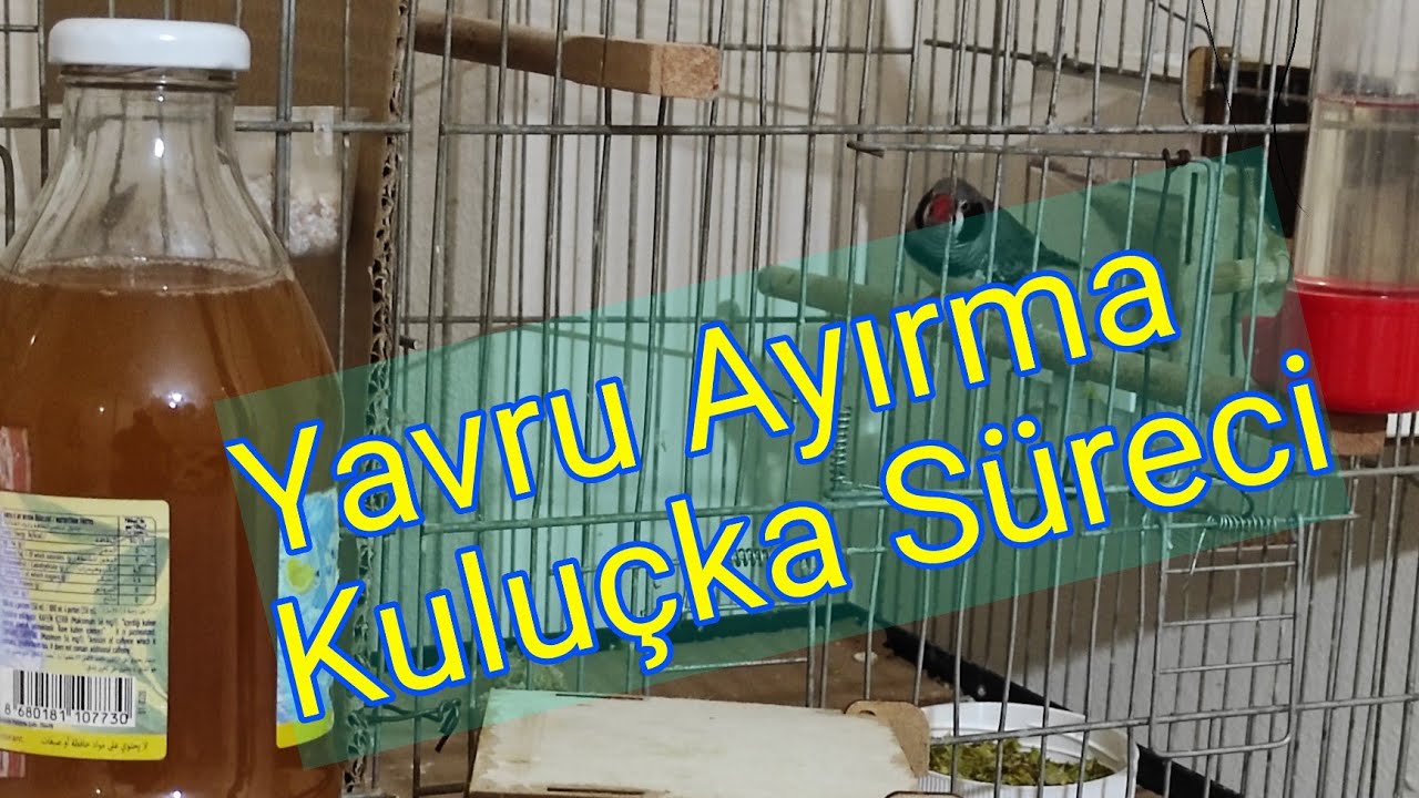 HİNT BÜLBÜLÜ YAVRU AYIRMA VE KULUÇKA.
