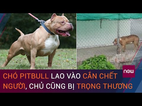 Long An: Chó Pitbull lao vào cắn chết người, chủ cũng bị tấn công trọng thương | Foci