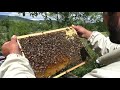 Как мы подселяем плодную пчеломатку в семью 22.05.2020