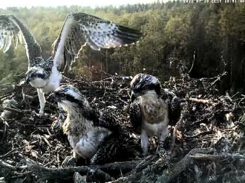 eesti energia Osprey nest - Wing exercises (chick