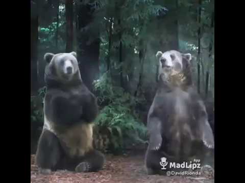 Los osos de la Senda del Oso