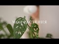 МОИ РАСТЕНИЯ