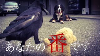 カラスにいじめられる子犬?[crow vs dog]